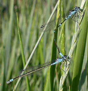 Variable Damsels in tandem © John Muddeman